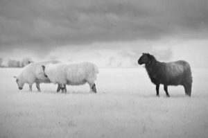 Cừu đen gánh nghiệp người gánh nghiệp cho gia đình