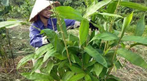 Cây giang thuộc phân họ tre