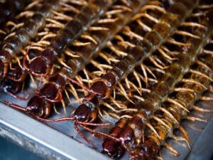 Con rết có ăn được không