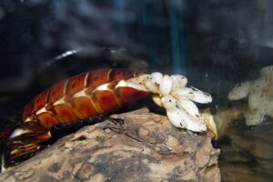 Gián đẻ trứng hay đẻ con