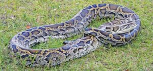 Hình ảnh Con nưa theo mô tả