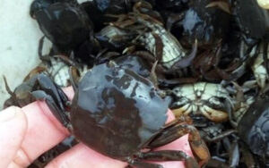 Con rạm là con gì