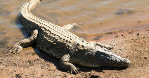 Hình ảnh con cá sấu