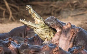 Tại Sao Cá Sấu Sợ Hà Mã