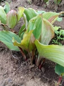 Cây gừng đen, ngải tím