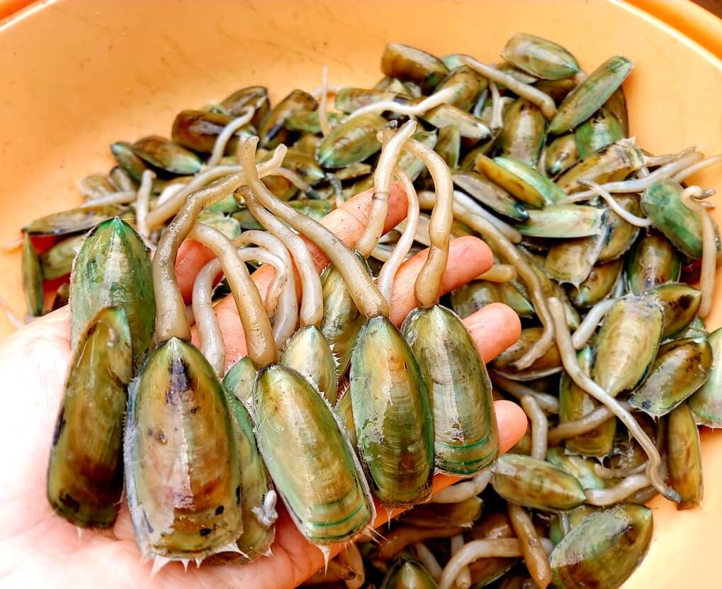 Con cà xỉu sống ở đâu