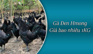 Giống gà đen H Mông