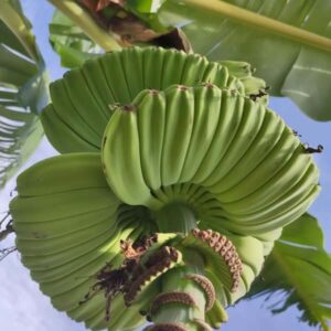 Quả Chuối bàn tay Phật