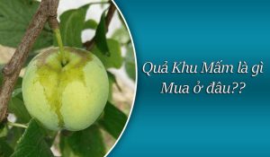 Quả khu mấn là gì