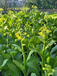 Hình ảnh bông cải xanh