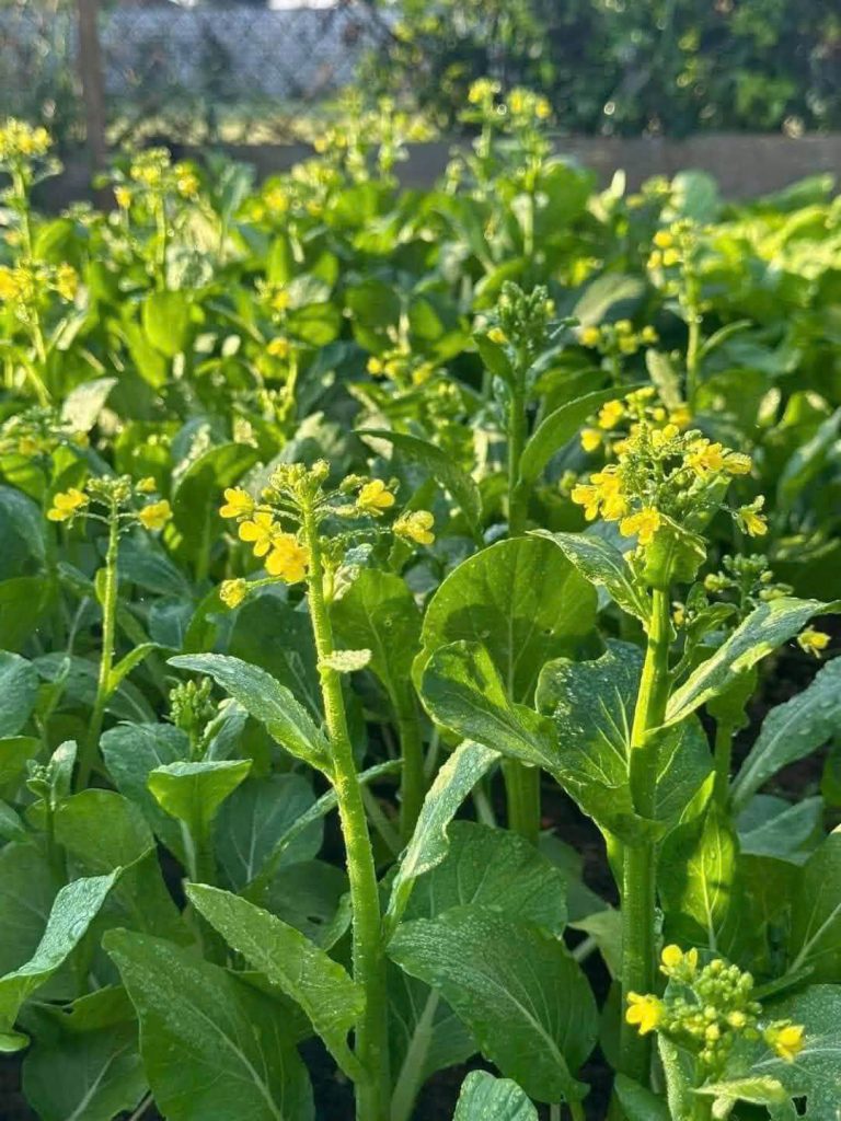 Hình ảnh bông cải xanh