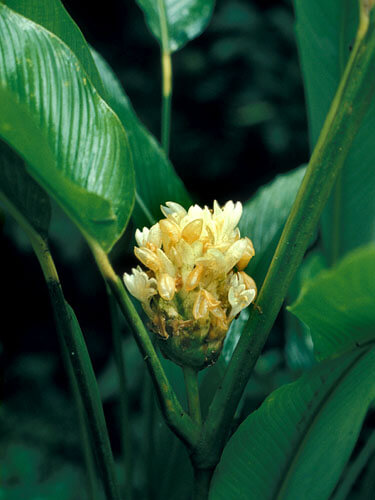 Bông cây củ lùn