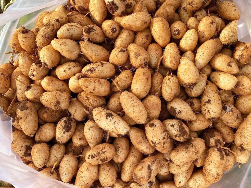 Củ lùn là củ gì