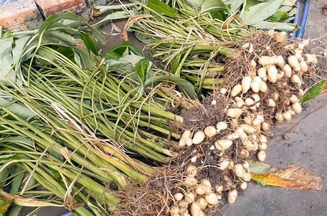 Hình cây củ lùn thu hoạch