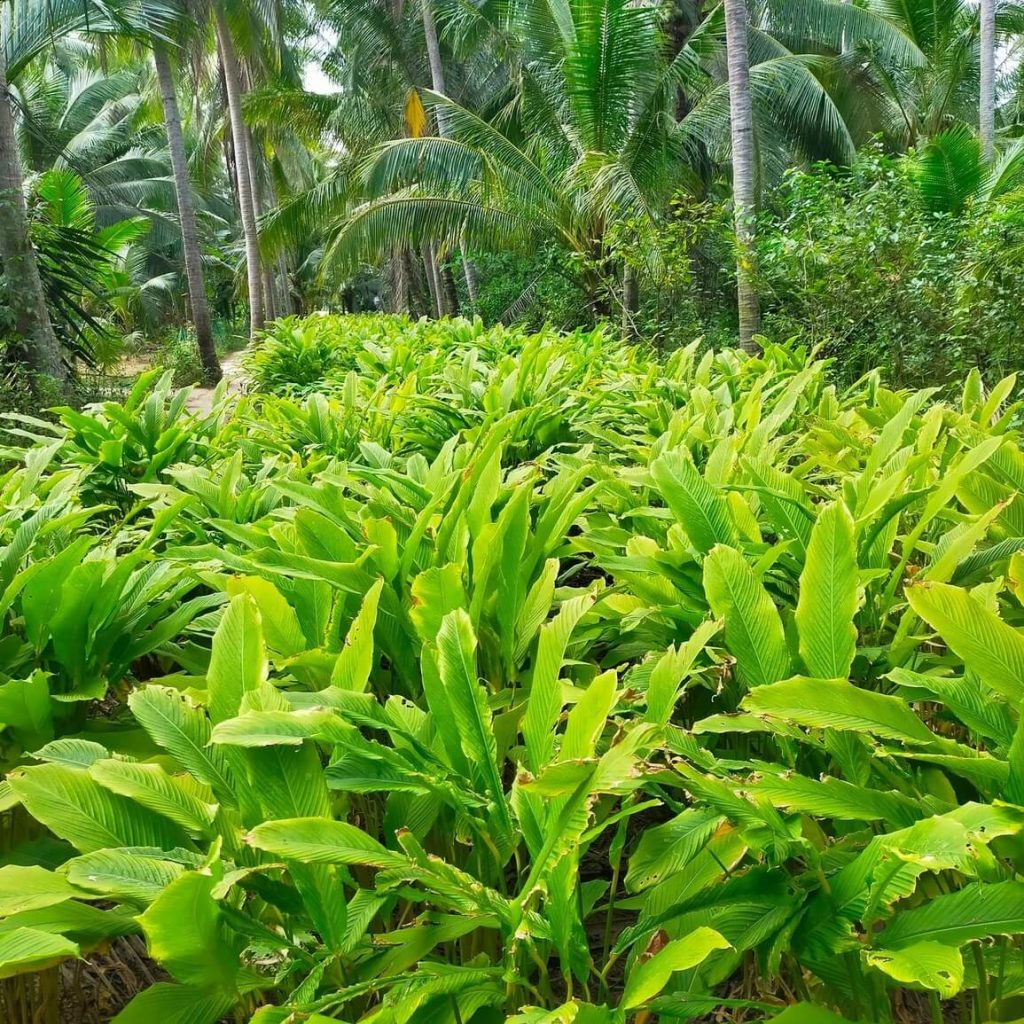 Vườn cây củ lùn