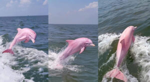 Hình ảnh cá heo hồng