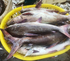 Hình ảnh cá thiều