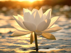 Hoa sen trắng có ý nghĩa gì