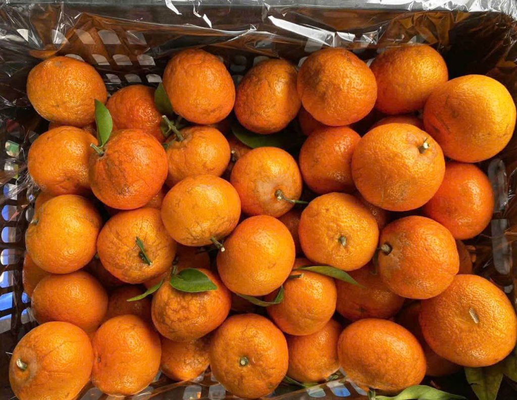 Mùa quýt sim vào tháng mấy