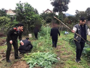 Trồng Cây Anh Túc Có Vi Phạm Pháp Luật Không