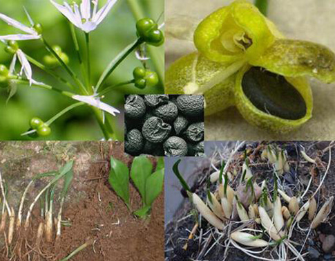 Đặc điểm nhận biết tỏi gấu