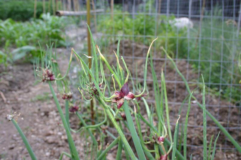 Tree Onion