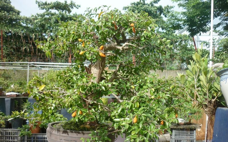 Hình ảnh cây dủ dẻ kiểng
