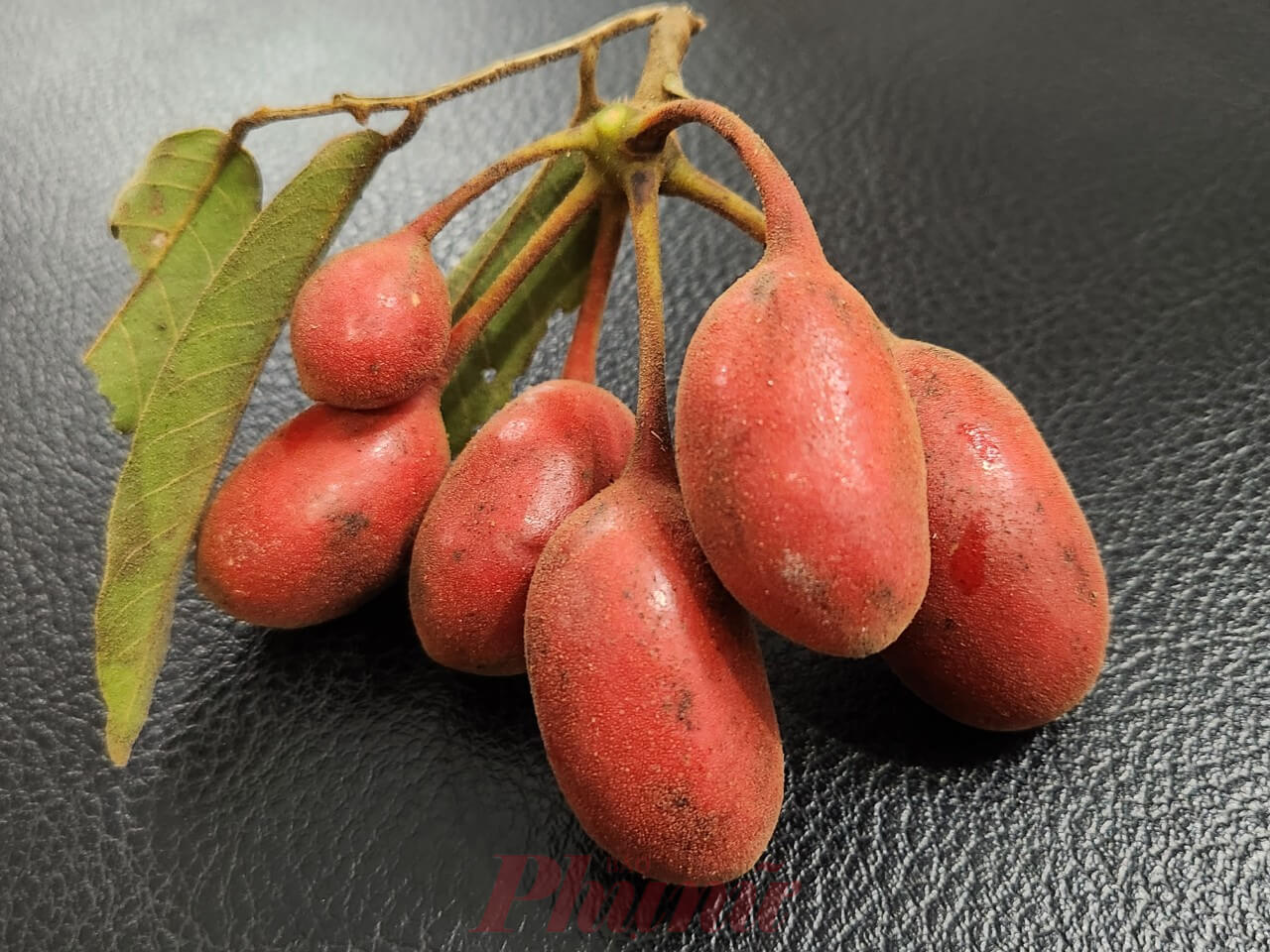 Trái dẻ dẻ màu cam