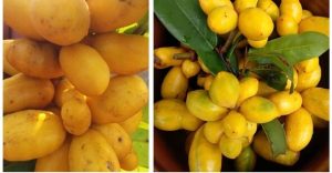 Trái dủ dẻ là trái gì