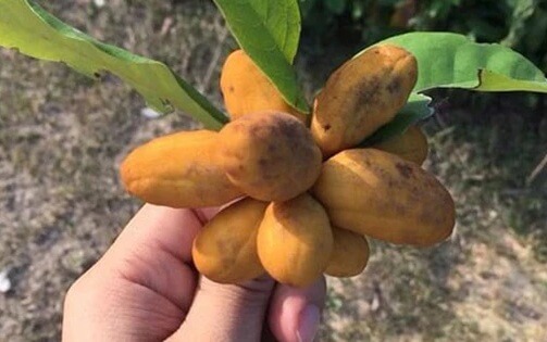 Trái dủ dẻ rừngTrái dủ dẻ rừng
