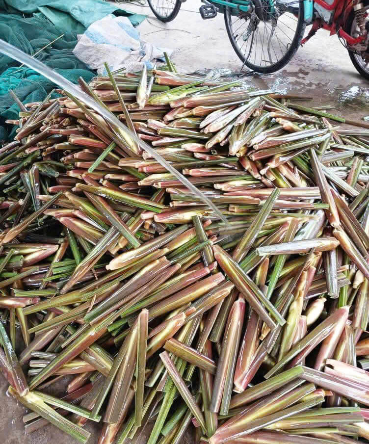 Giá củ niễng hiện nay