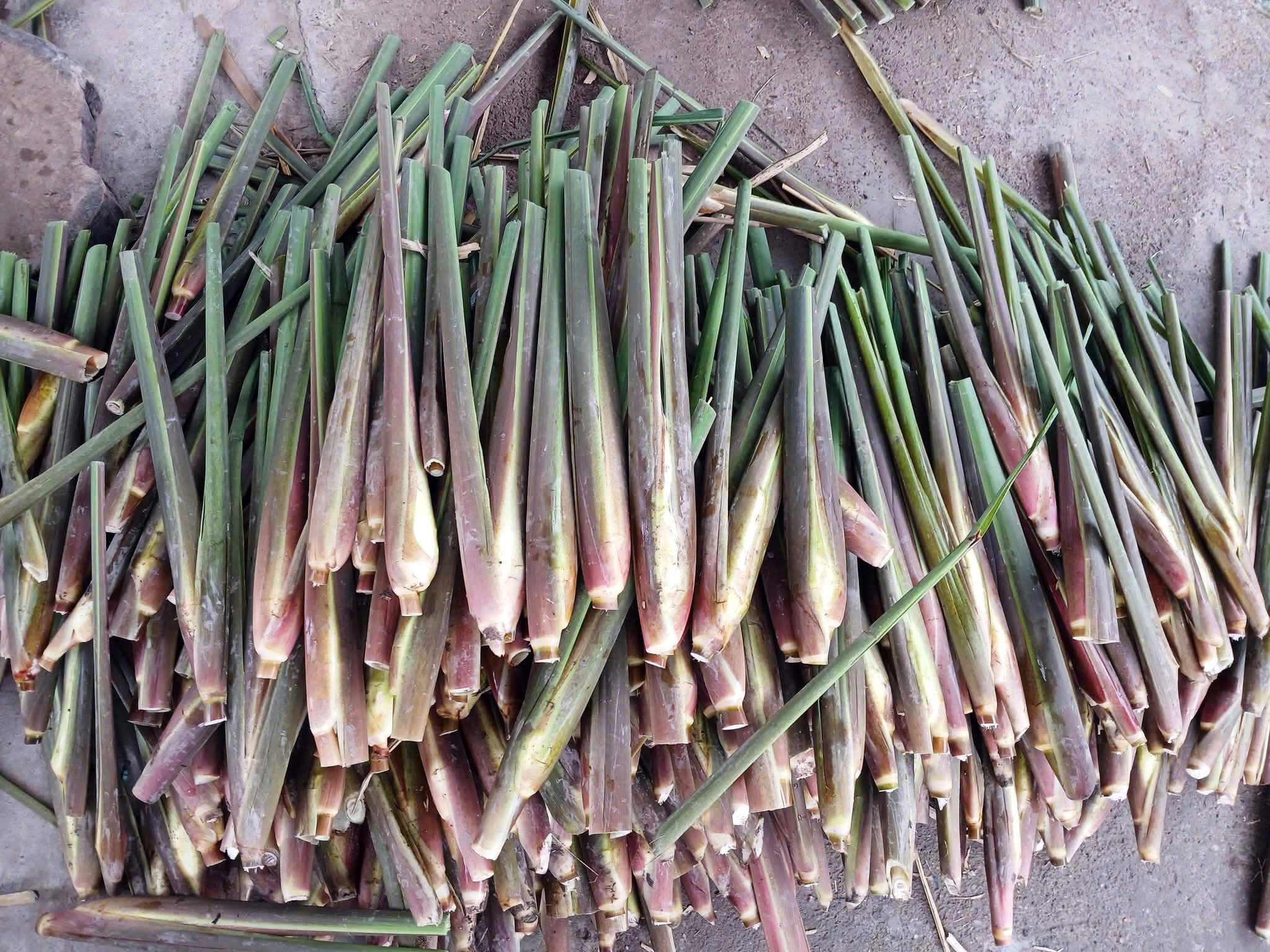 Mua củ niễng ở đâu