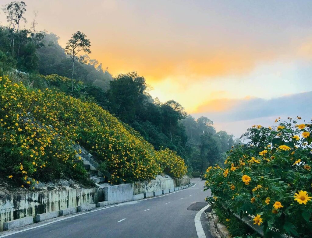 Mùa hoa dã quỳ Đà Lạt tháng mấy