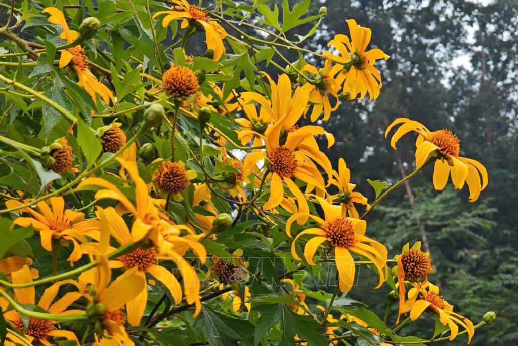 Nguồn gốc hoa dã quỳ