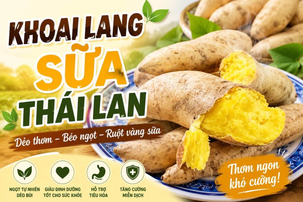 Banner Khoai Lang Sữa Thái Lan