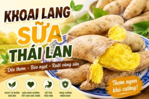 Banner Khoai Lang Sữa Thái Lan