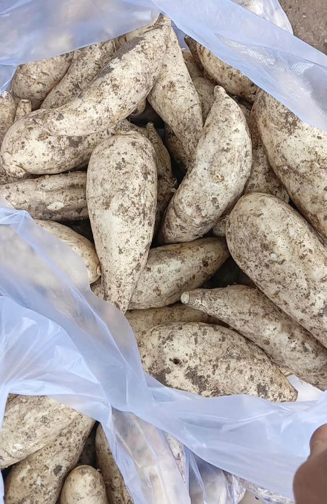 Cách Chọn Khoai Lang Sữa Thái Lan Ngon
