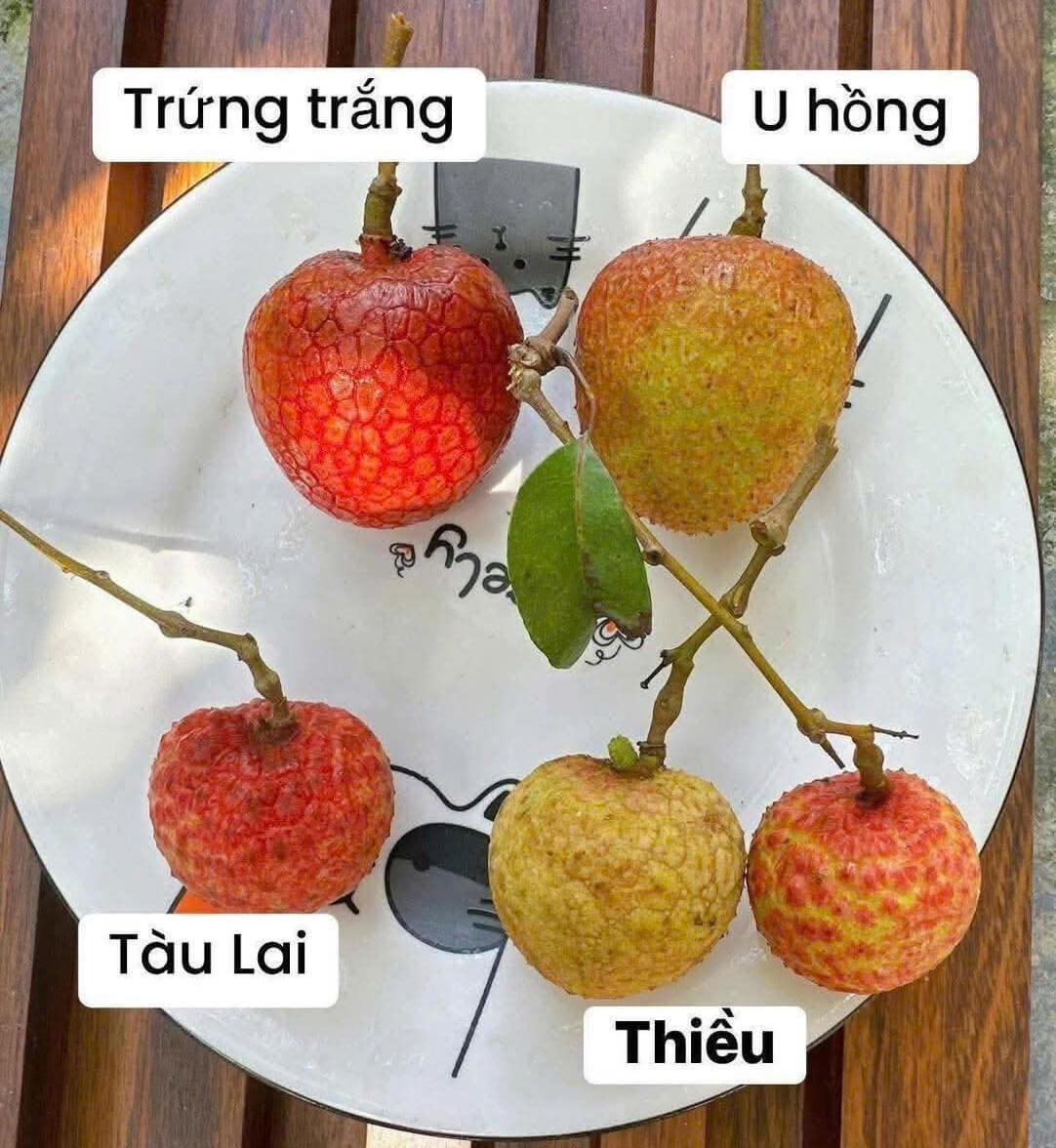 Hình ảnh 4 loại trái vải phổ biến u hồng, Trứng trắng, Tàu lai, vải thiều