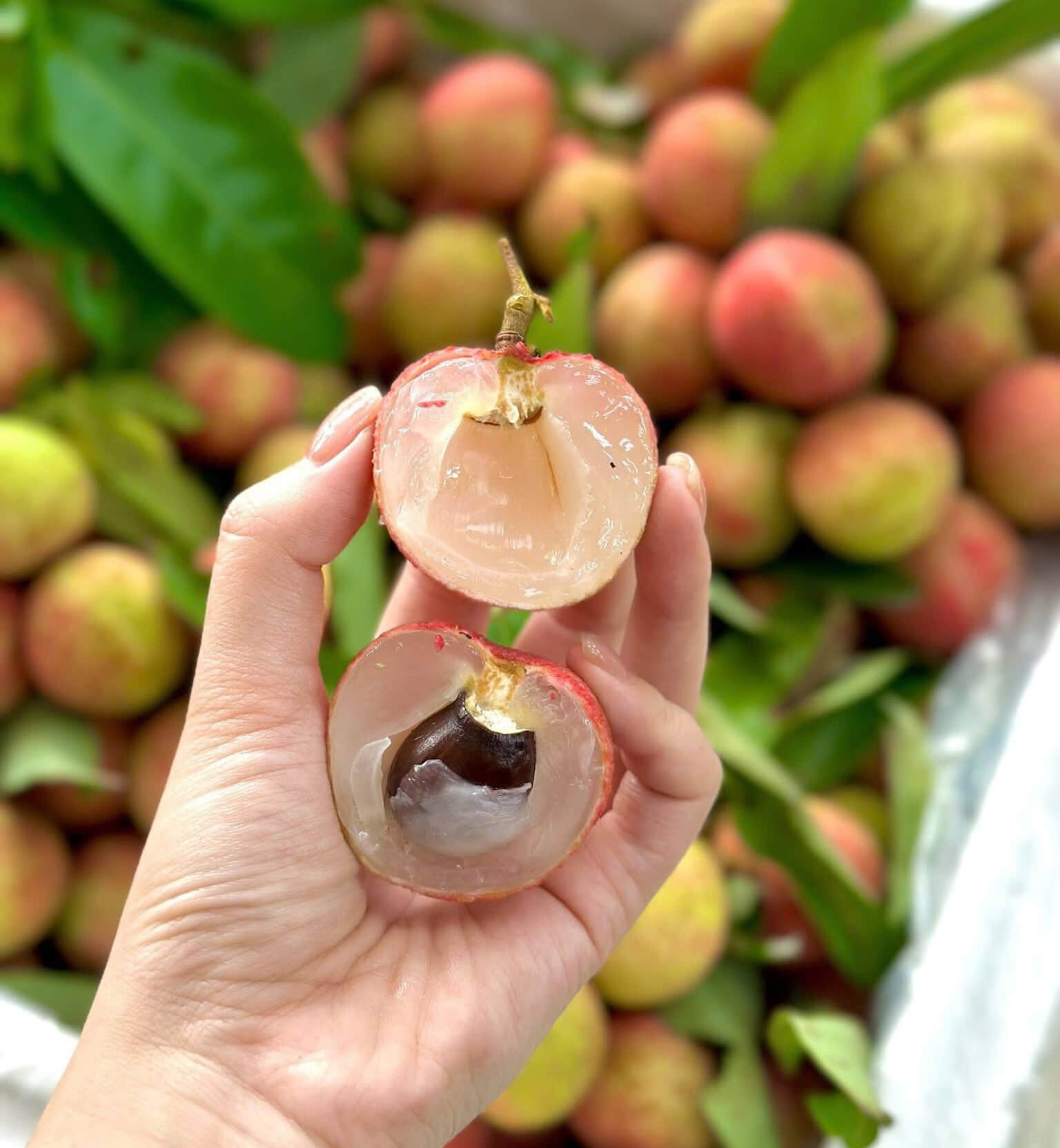 Hình ảnh quả vải trứng trắng