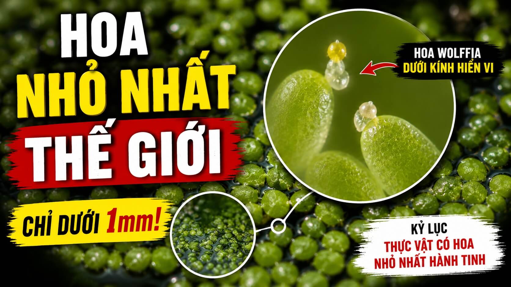 Hoa nhỏ nhất thế giới