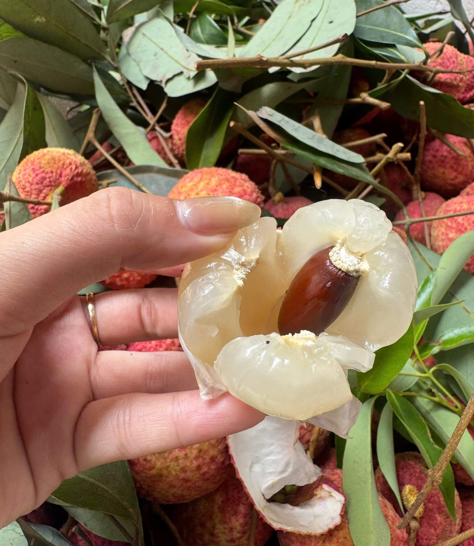 Hình ảnh Quả vải thiều