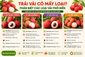 Trái vải có mấy loại? Phân biệt các loại quả vải phổ biến