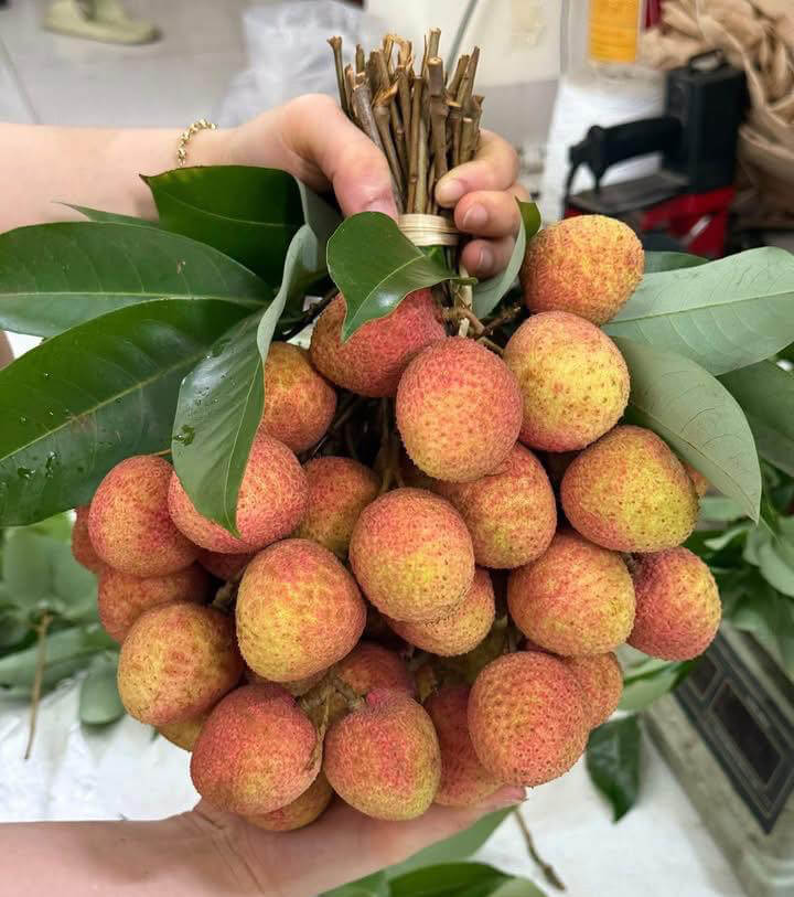 Hình ảnh trái vải U hồng