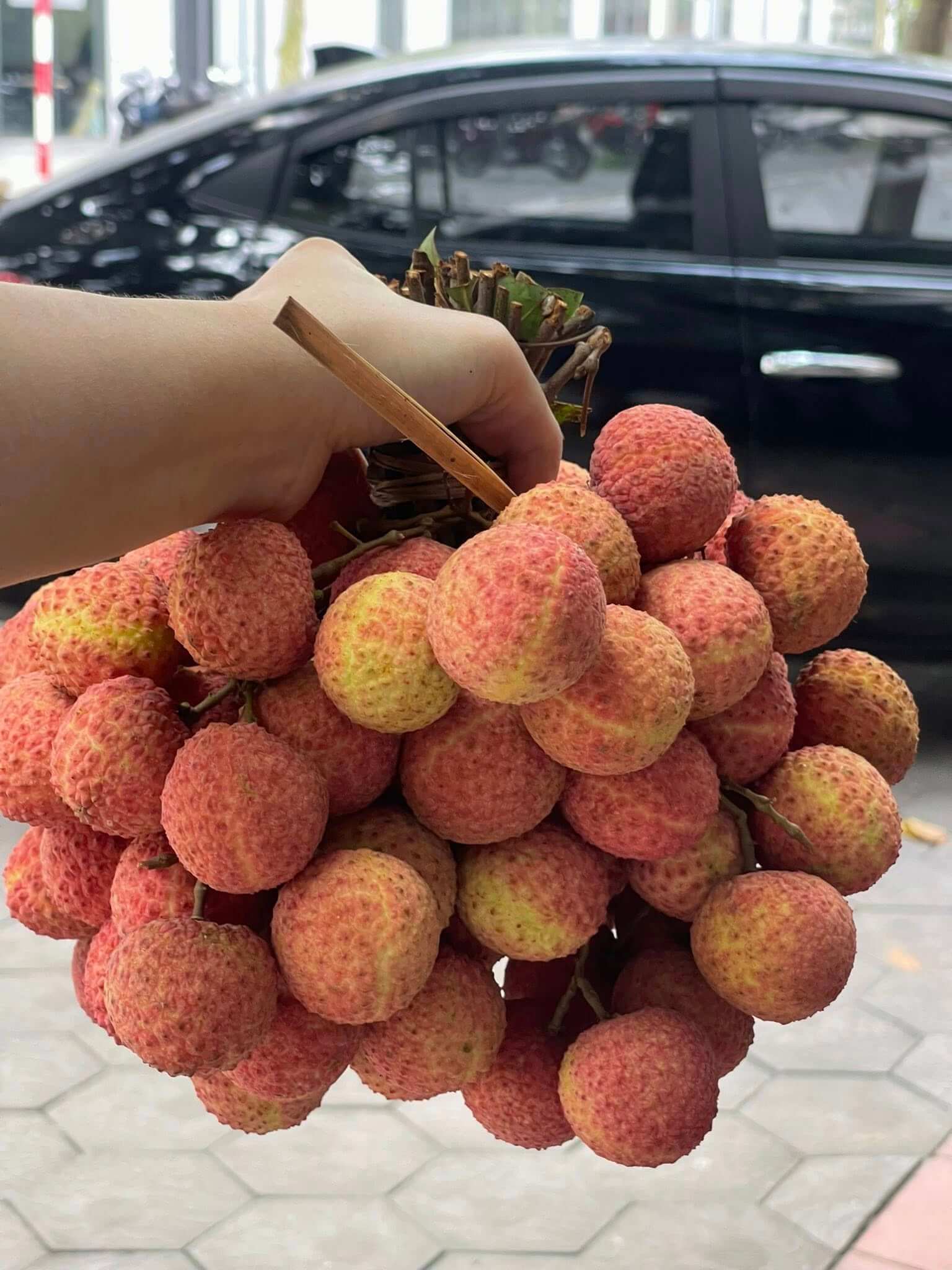 Hình ảnh trái Vải tàu lai